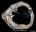 Blue Forest Petrified Wood Slice ( inches) #2736-1